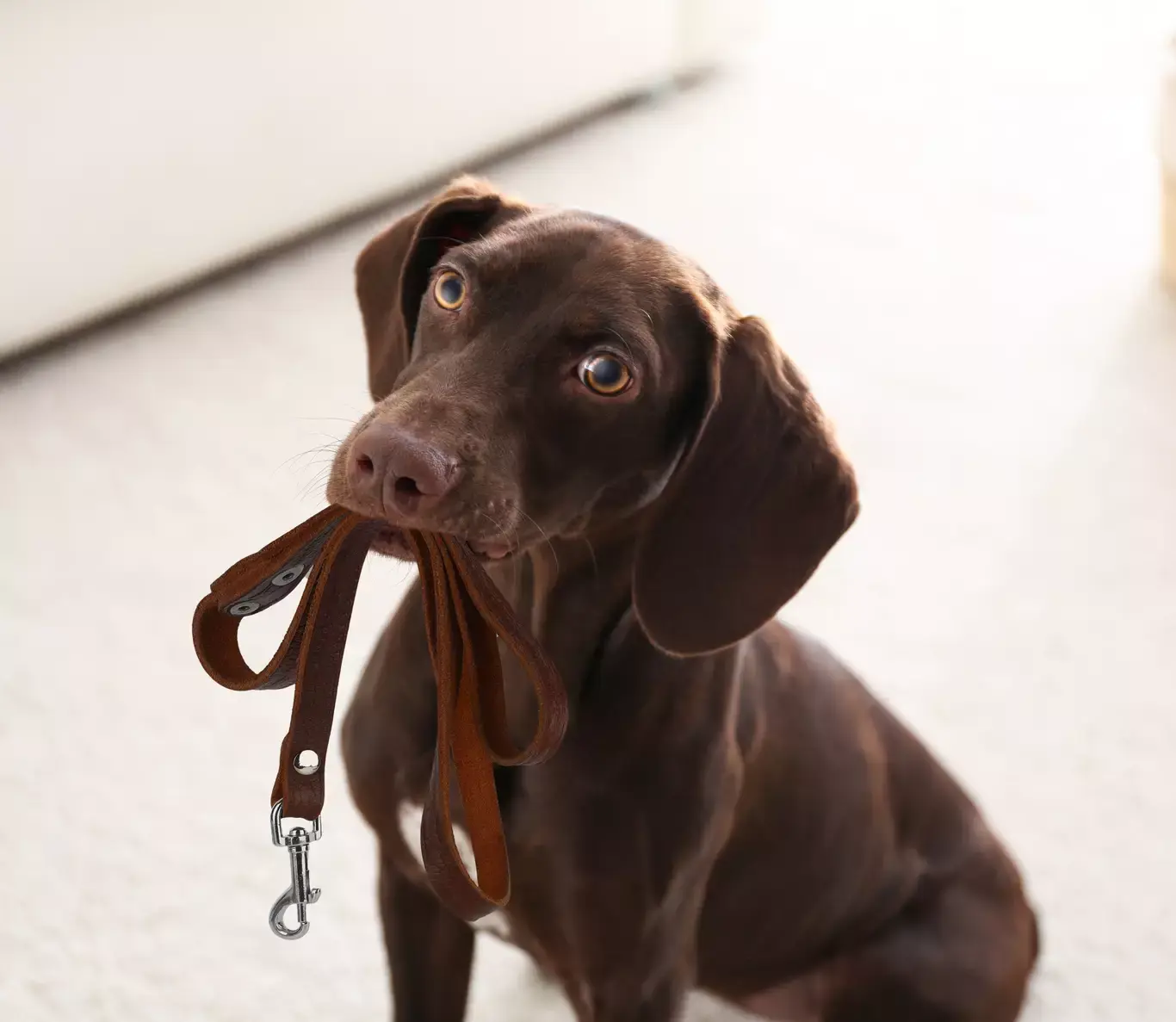 5 erreurs courantes quand on éduque son chiot